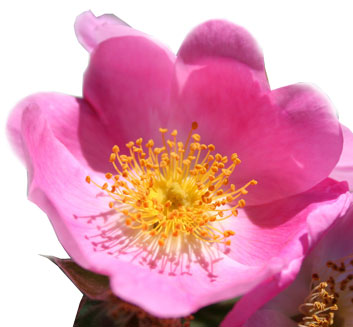 Musk Rose Oil